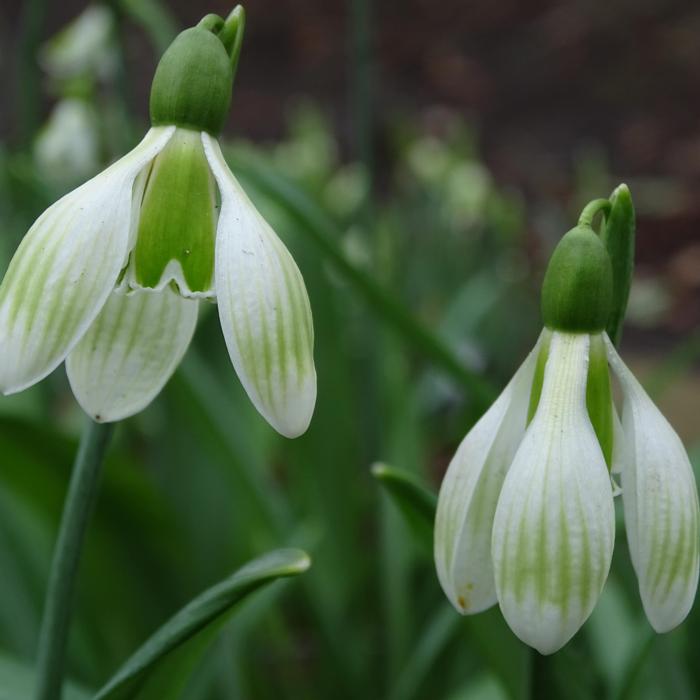 Galanthus plicatus 'Alpha Striped Beauty' plant