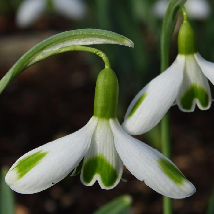 Galanthus plicatus 'Aunt Agnes' plant