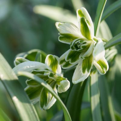 galanthus-blewbury-tart_400.jpeg