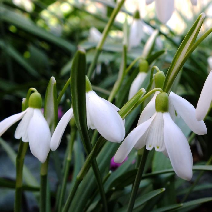 Galanthus nivalis 'Bohemia White' plant