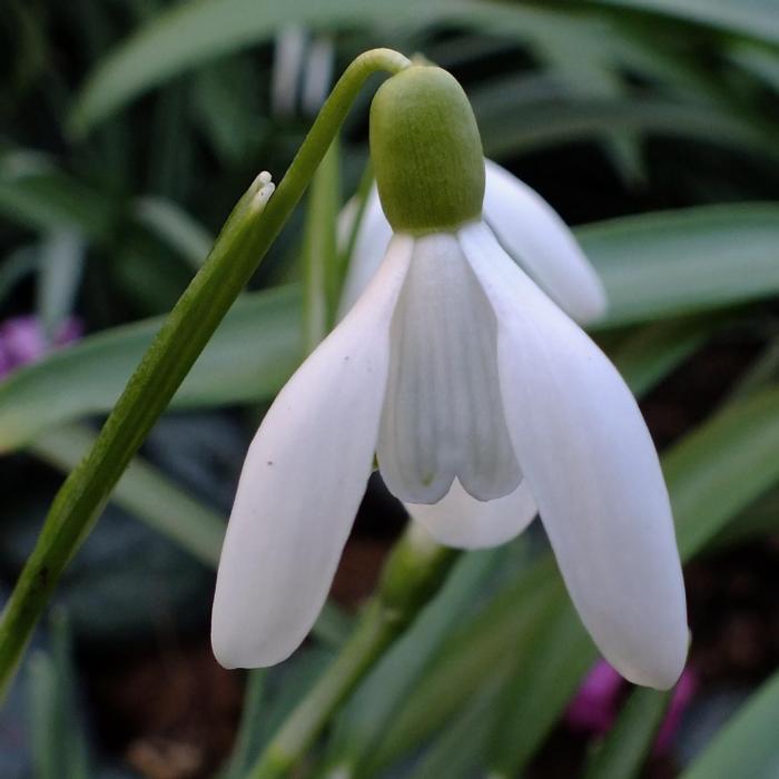 Galanthus nivalis 'Bohemia White' plant