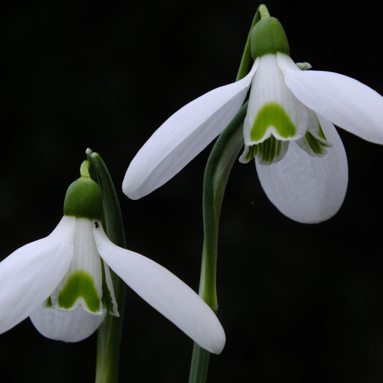 Galanthus reginae-olgae 'Christine' plant