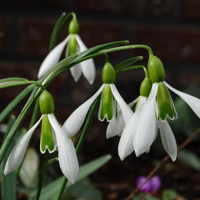 Galanthus 'Ding Dong' plant