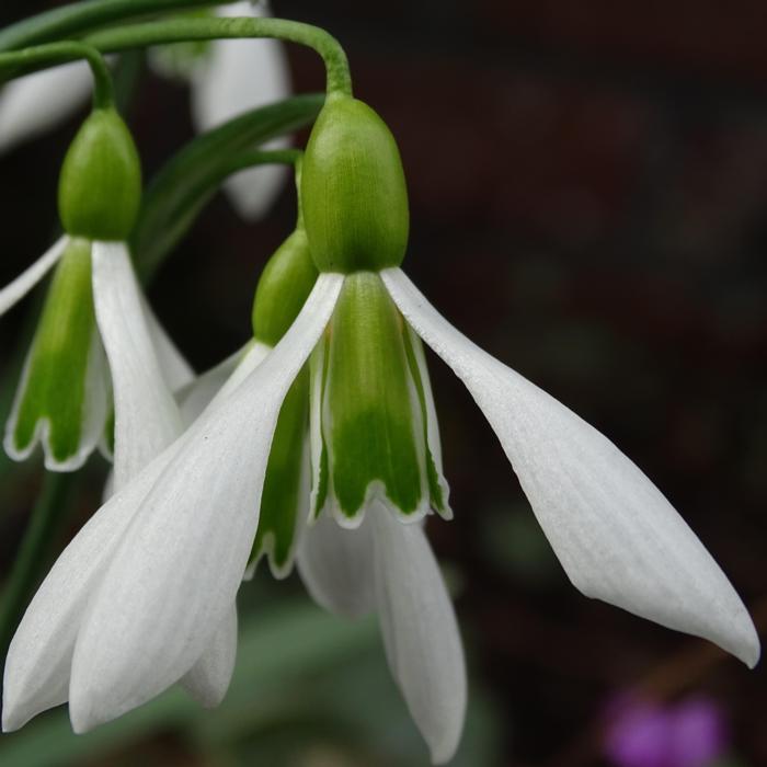 Galanthus 'Ding Dong' plant