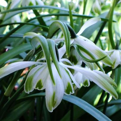galanthus-doncaster-double-charmer