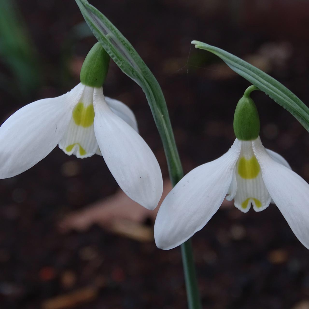 Galanthus 'Ilse Bilse' plant