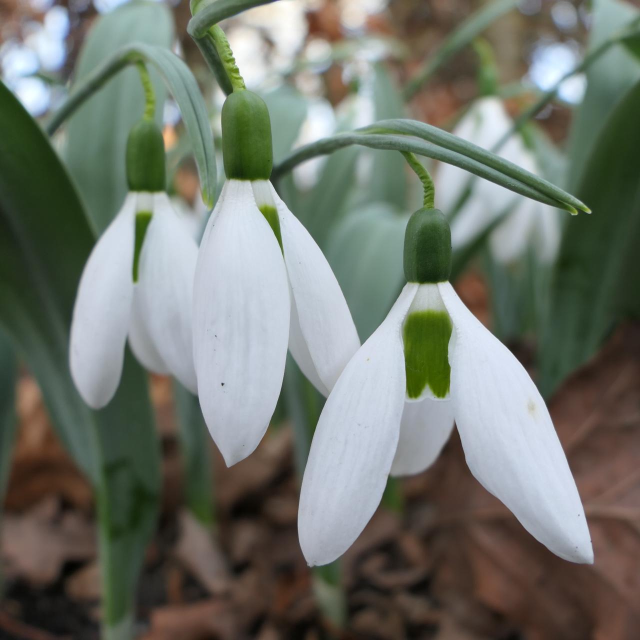 Galanthus 'Louise Ann Bromley' plant