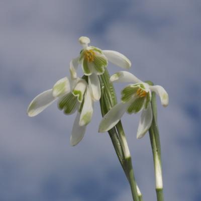 galanthus-nivalis-four-play_4_400.jpeg