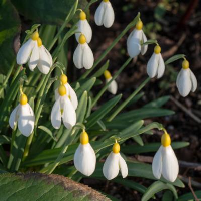 galanthus-nivalis-sandersii-group_2_400.jpeg