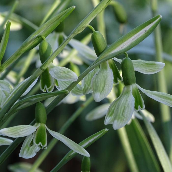 Galanthus 'Olana' plant