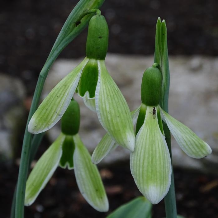 Galanthus 'Olana' plant