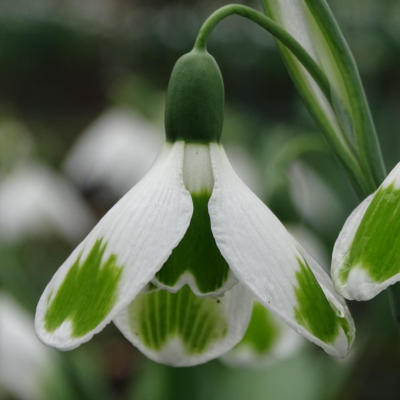 Galanthus 'Pieces of Eight' plant
