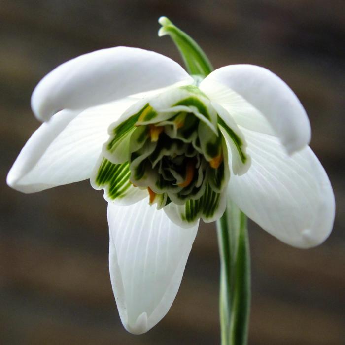 Galanthus 'Richard Ayres' plant