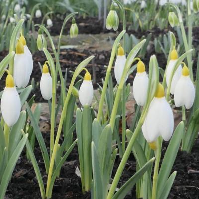 galanthus-treasure-island_1_400.jpeg