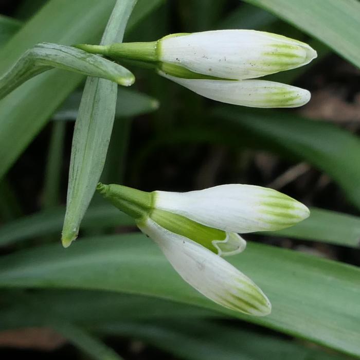 Galanthus 'Wayside' plant