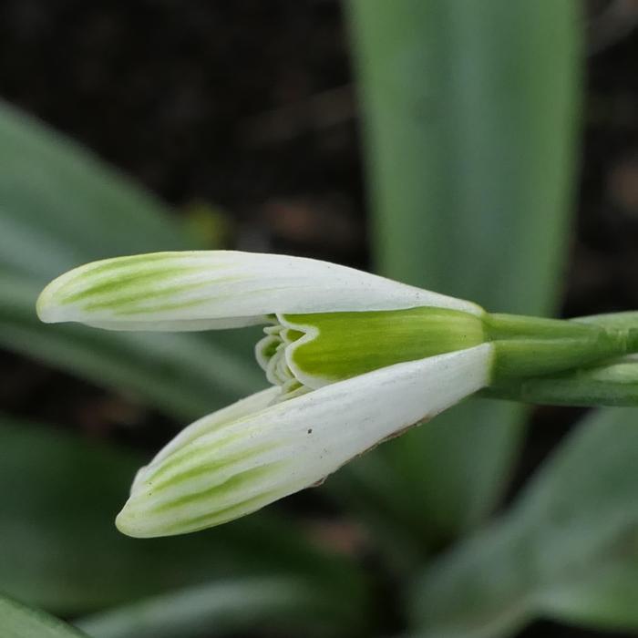 Galanthus 'Wayside' plant