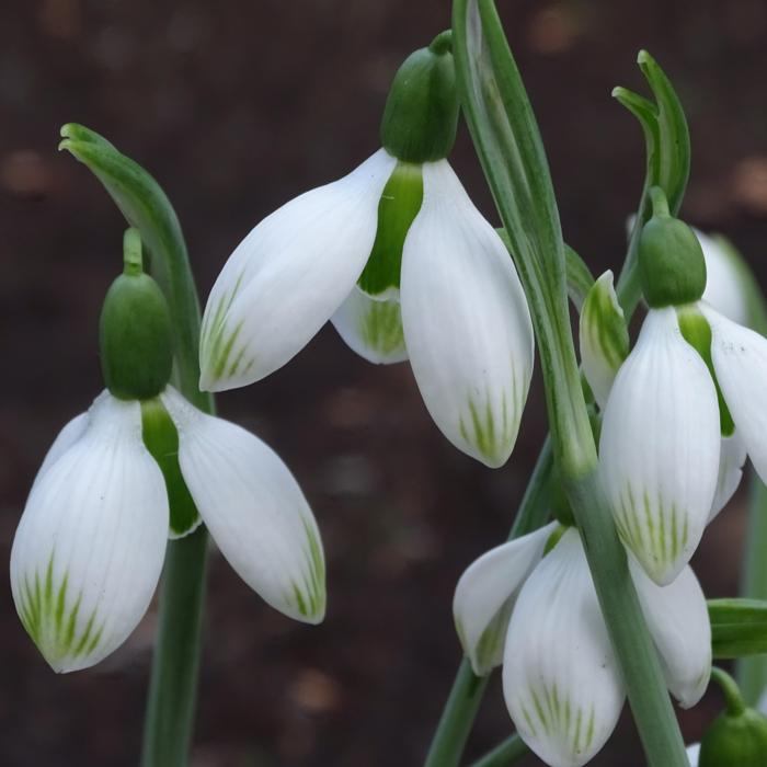 Galanthus 'Wifi Big Bang' plant