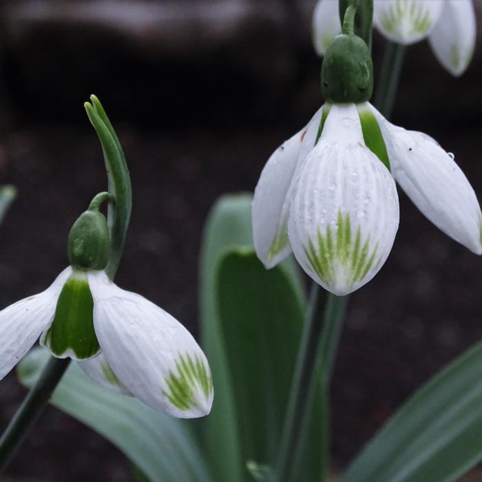 Galanthus 'Wifi Big Bang' plant