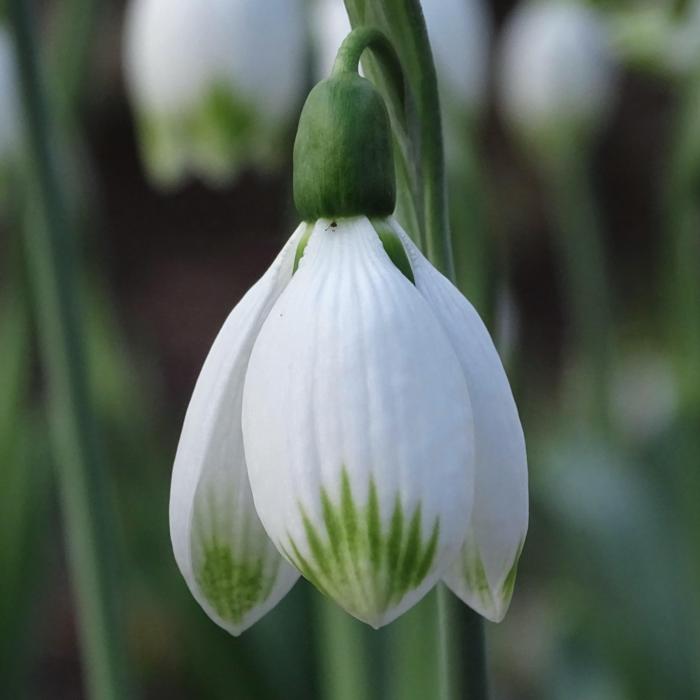 Galanthus 'Wifi Big Bang' plant