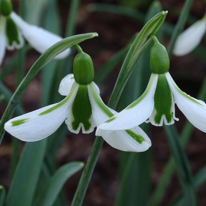 Galanthus 'Wifi Flyover' plant