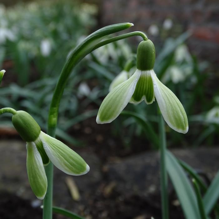 Galanthus 'Wifi Green Machine' plant