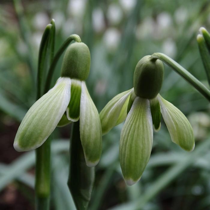 Galanthus 'Wifi Green Machine' plant