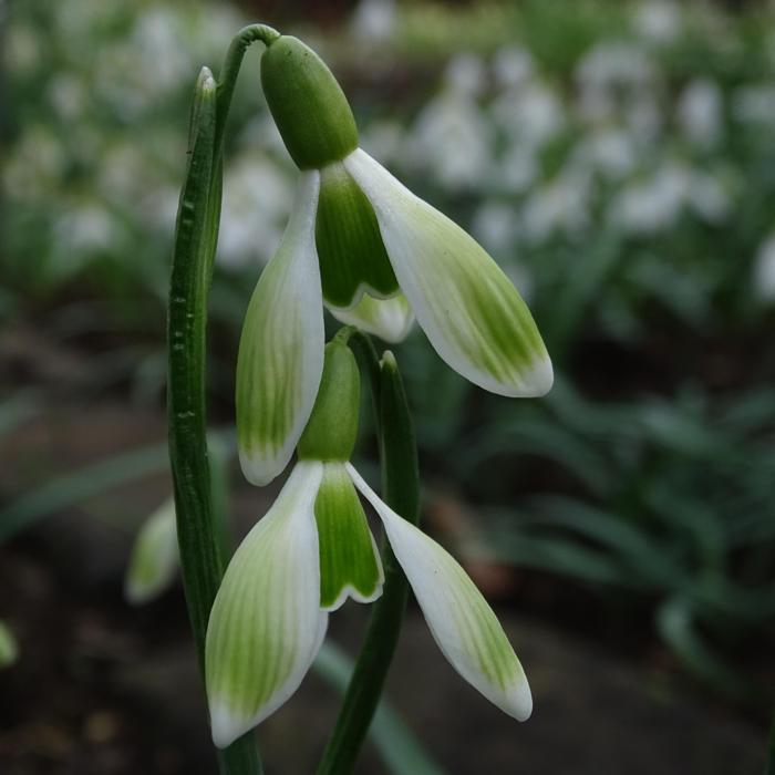 Galanthus 'Wifi Green Stuff' plant