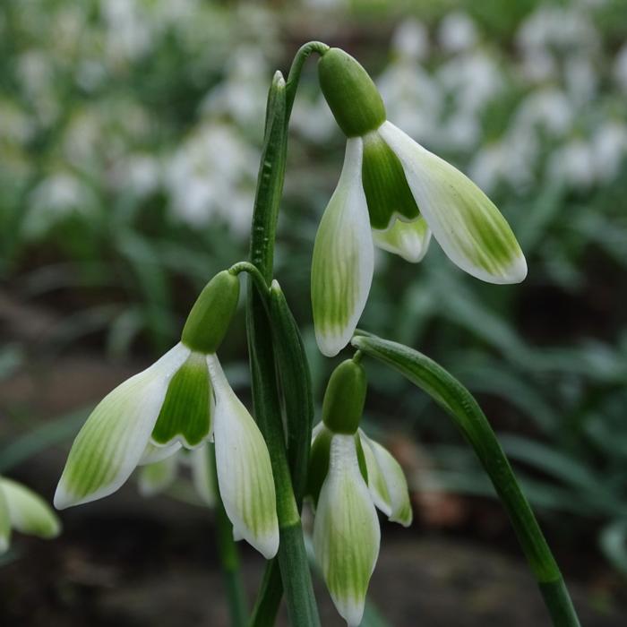 Galanthus 'Wifi Green Stuff' plant