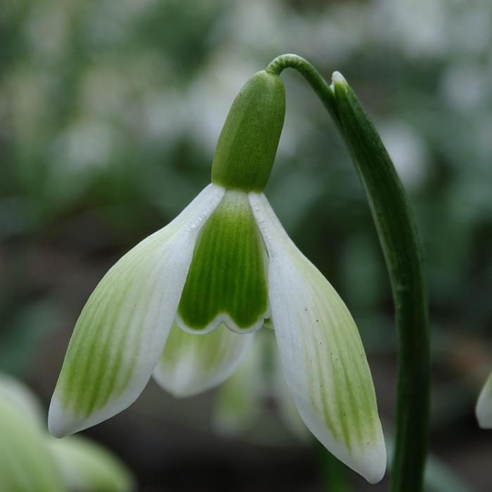 Galanthus 'Wifi Green Stuff' plant