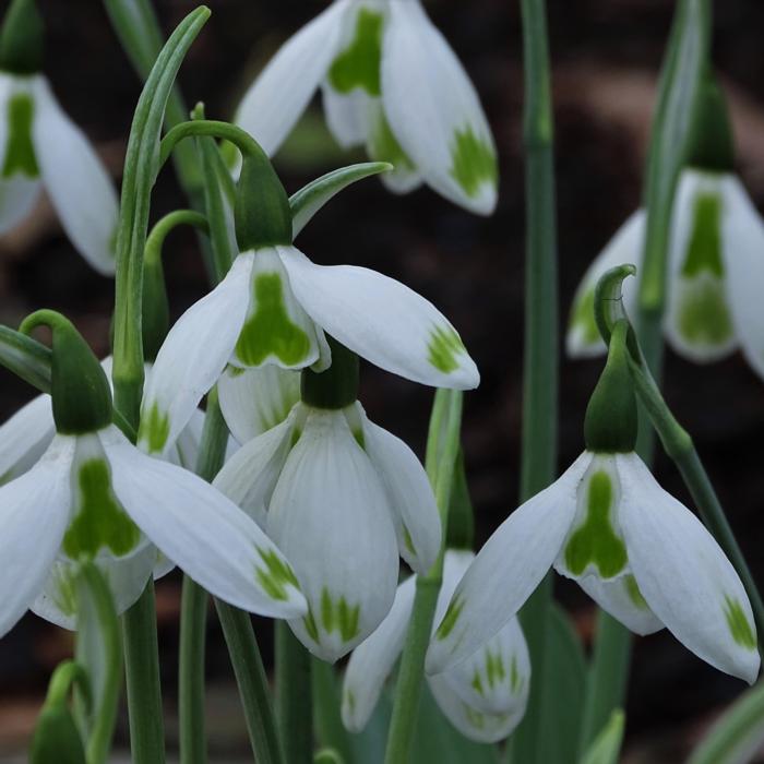 Galanthus 'Wifi Jingle Bells' plant