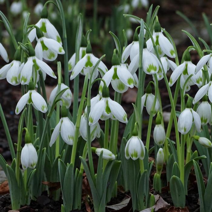 Galanthus 'Wifi Jingle Bells' plant