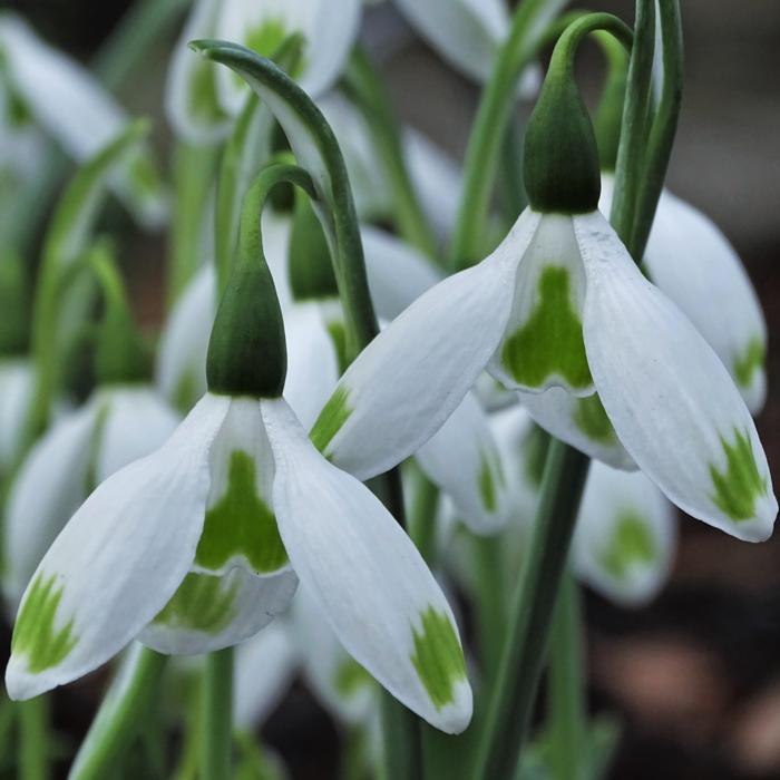 Galanthus 'Wifi Jingle Bells' plant