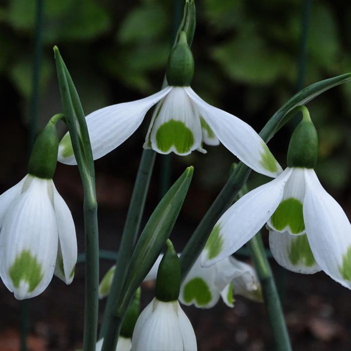 Galanthus 'Wifi Modest' plant