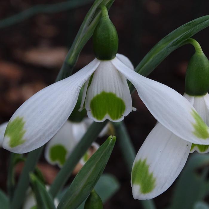 Galanthus 'Wifi Modest' plant