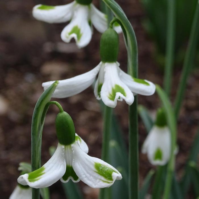 Galanthus 'Wifi Orbiter' plant