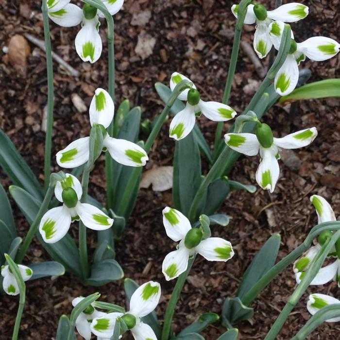 Galanthus 'Wifi Orbiter' plant