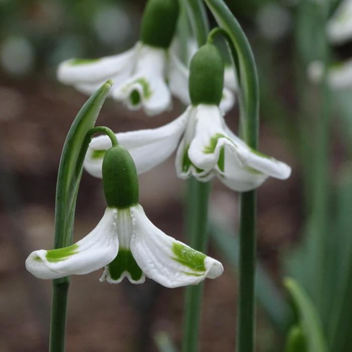 Galanthus 'Wifi Orbiter' plant