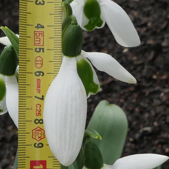 Galanthus 'Wifi Undercover' plant