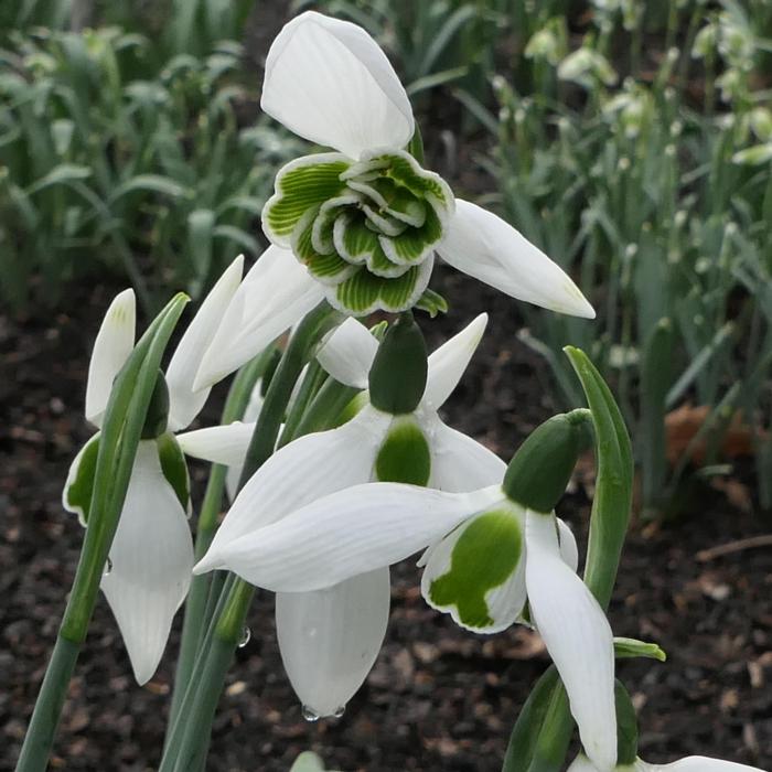 Galanthus 'Wifi Undercover' plant