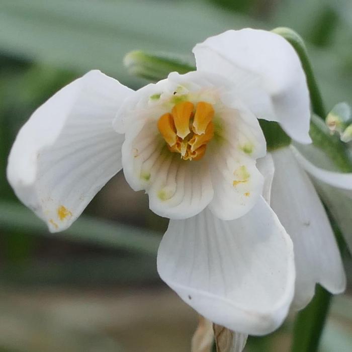 Galanthus 'Wifi White Rabbit' plant