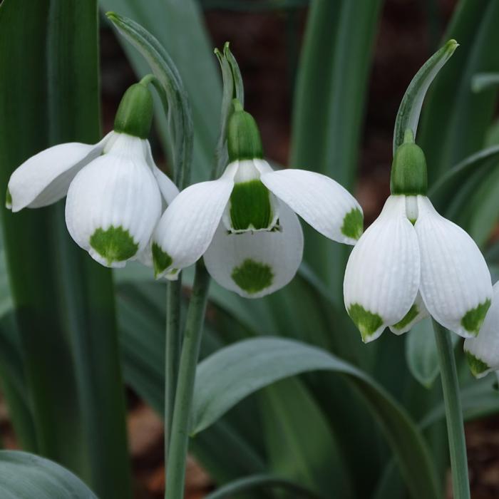 Galanthus 'Wifi Wishes' plant