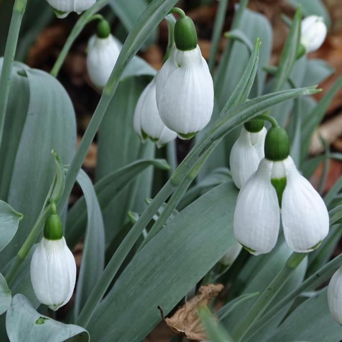 Galanthus 'Wifi Wishes' plant