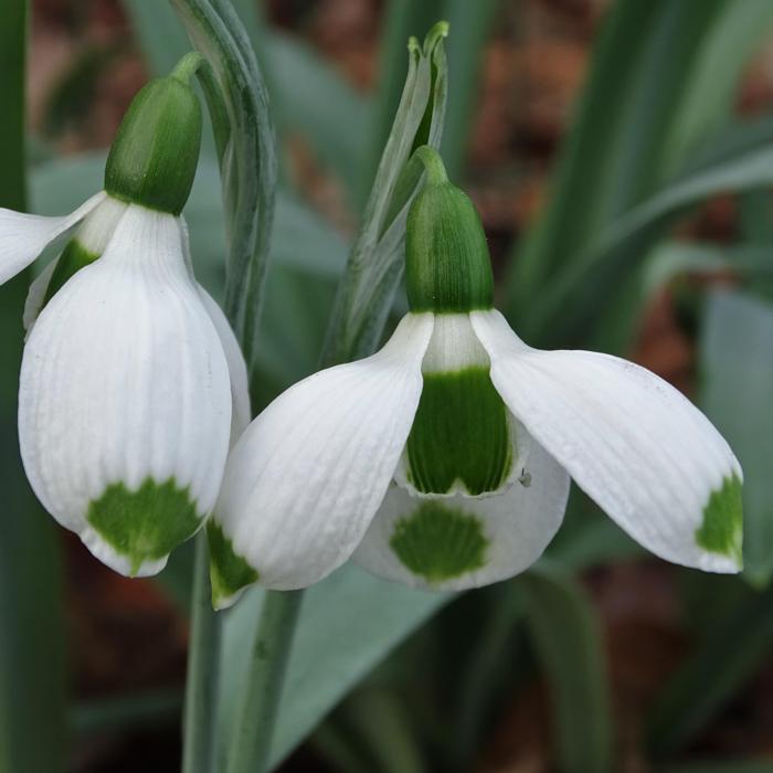 Galanthus 'Wifi Wishes' plant