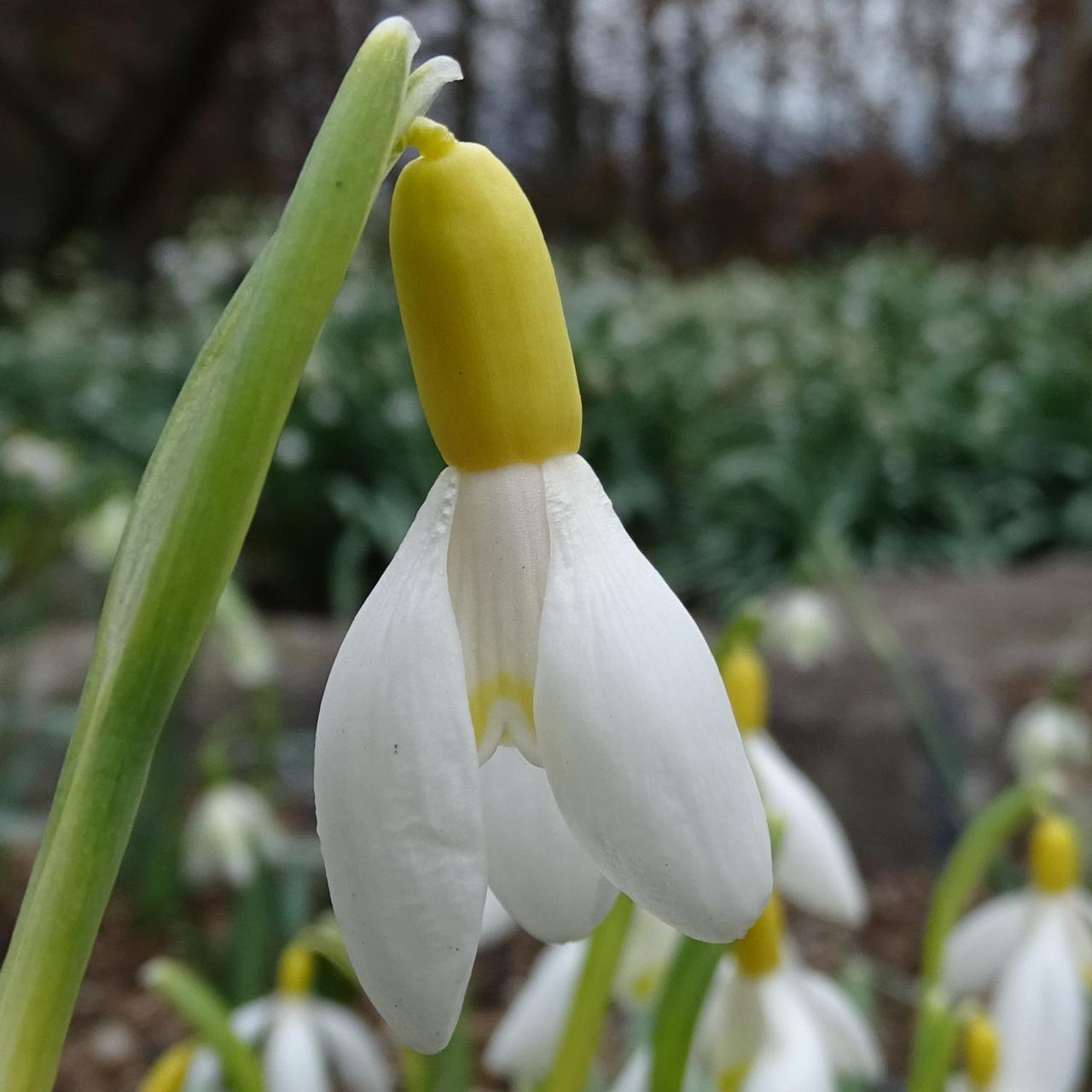 Galanthus 'Wifi Yellow Zucchini' plant