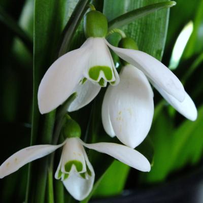 galanthus-woronowii-rodmarton-capella_1_400.jpeg