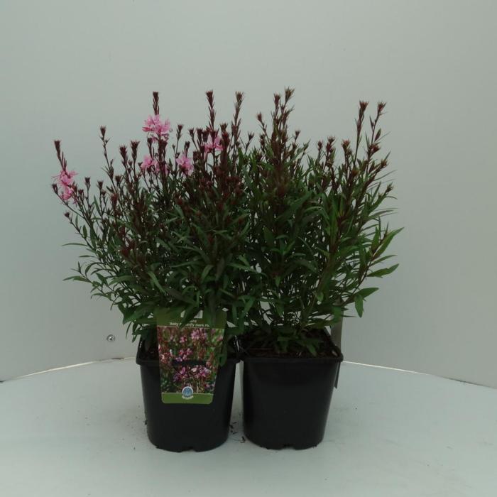 Gaura lindheimeri 'Baby Butterfly Dark Pink' plant