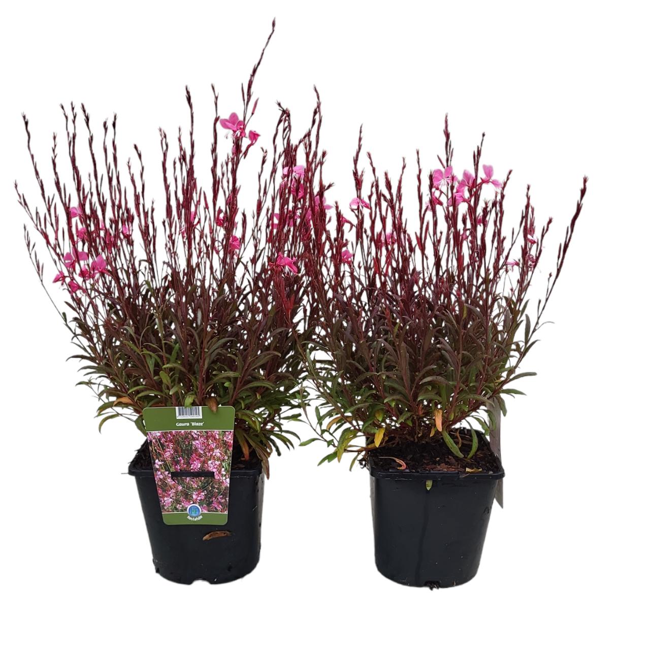 Gaura lindheimeri 'Blaze' plant