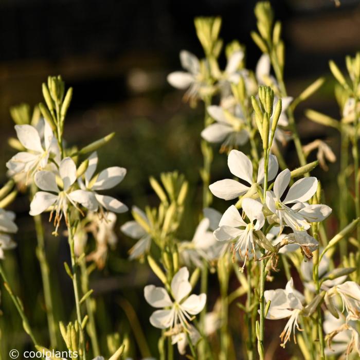 Gaura lindheimeri 'Snowbird' plant