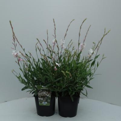 gaura-lindheimeri-whirling-butterflies