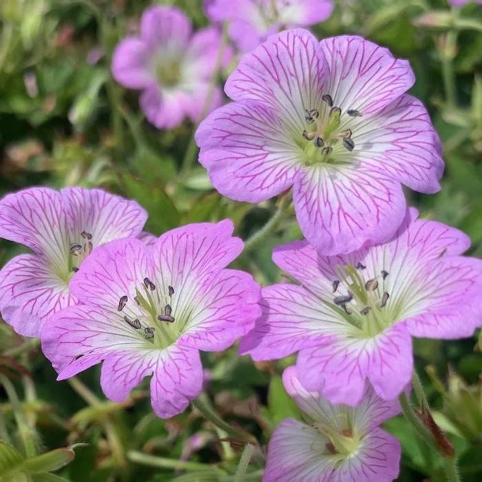 Geranium 'Confetti' plant